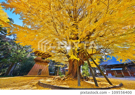 Autumn at Sairenji Temple 109556400