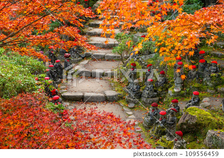 Autumn leaves at Daishoin Temple, Miyajima 109556459