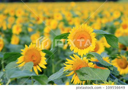 盛開的向日葵 109556649