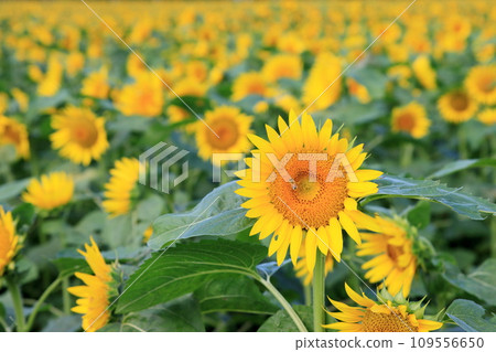 向日葵田 109556650