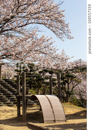 Park with cherry blossoms 109557359