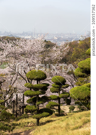 Park with cherry blossoms 109557362