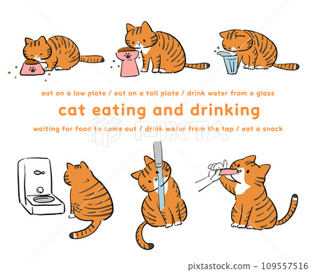 Illustration set of brown tabby cat eating and drinking 109557516