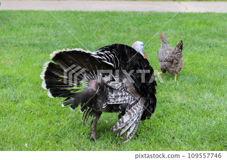 Male Turkey running around with the chickens Male Turkey running around with the chickens 109557746