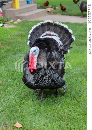 Male Turkey running around with the chickens  109557748