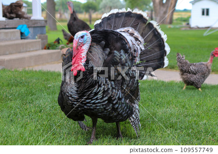 Male Turkey running around with the chickens  109557749