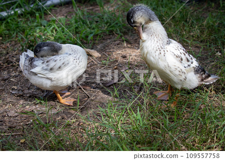 Group of Bantam baby chicks in the yard Group of Bantam baby chicks in the yard 109557758