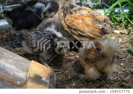 Group of Bantam baby chicks in the yard  109557775