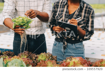 Young Asian woman and senior man farmer working together in organic hydroponic salad vegetable farm. Modern vegetable garden owner using digital tablet inspect quality of lettuce in greenhouse garden. 109557920