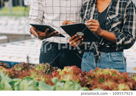 Young Asian woman and senior man farmer working together in organic hydroponic salad vegetable farm. Modern vegetable garden owner using digital tablet inspect quality of lettuce in greenhouse garden. Young Asian woman and senior man farmer working together in organic hydroponic salad vegetable farm. Modern vegetable garden owner using digital tablet inspect quality of lettuce in greenhouse garden. 109557923