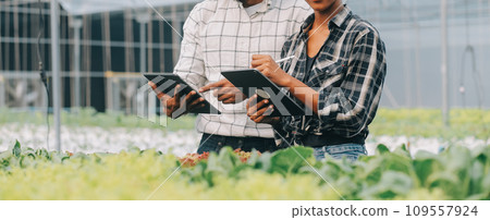 Young Asian woman and senior man farmer working together in organic hydroponic salad vegetable farm. Modern vegetable garden owner using digital tablet inspect quality of lettuce in greenhouse garden. 109557924