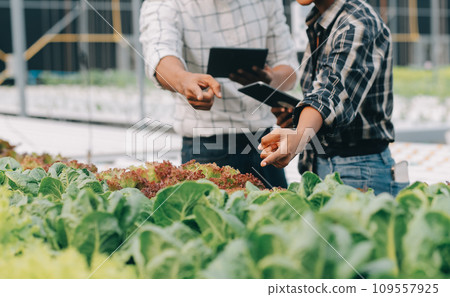 Young Asian woman and senior man farmer working together in organic hydroponic salad vegetable farm. Modern vegetable garden owner using digital tablet inspect quality of lettuce in greenhouse garden. 109557925