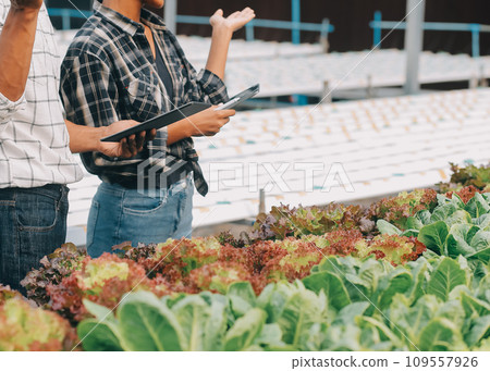 Young Asian woman and senior man farmer working together in organic hydroponic salad vegetable farm. Modern vegetable garden owner using digital tablet inspect quality of lettuce in greenhouse garden. Young Asian woman and senior man farmer working together in organic hydroponic salad vegetable farm. Modern vegetable garden owner using digital tablet inspect quality of lettuce in greenhouse garden. 109557926