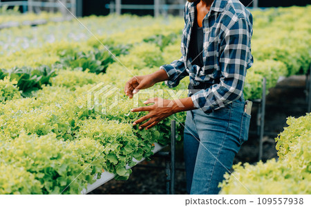 Young Asian woman and senior man farmer working together in organic hydroponic salad vegetable farm. Modern vegetable garden owner using digital tablet inspect quality of lettuce in greenhouse garden. 109557938