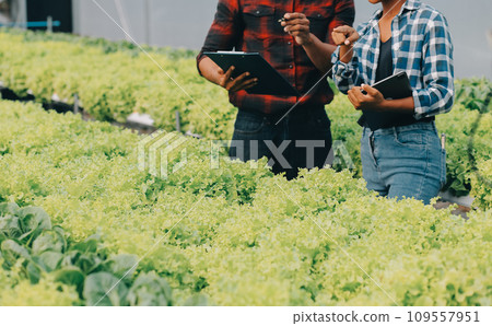 Young Asian woman and senior man farmer working together in organic hydroponic salad vegetable farm. Modern vegetable garden owner using digital tablet inspect quality of lettuce in greenhouse garden. Young Asian woman and senior man farmer working together in organic hydroponic salad vegetable farm. Modern vegetable garden owner using digital tablet inspect quality of lettuce in greenhouse garden. 109557951
