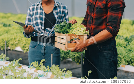 Young Asian woman and senior man farmer working together in organic hydroponic salad vegetable farm. Modern vegetable garden owner using digital tablet inspect quality of lettuce in greenhouse garden. Young Asian woman and senior man farmer working together in organic hydroponic salad vegetable farm. Modern vegetable garden owner using digital tablet inspect quality of lettuce in greenhouse garden. 109557953