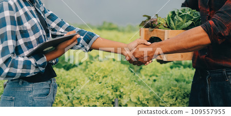 Young Asian woman and senior man farmer working together in organic hydroponic salad vegetable farm. Modern vegetable garden owner using digital tablet inspect quality of lettuce in greenhouse garden. 109557955