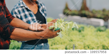 Young Asian woman and senior man farmer working together in organic hydroponic salad vegetable farm. Modern vegetable garden owner using digital tablet inspect quality of lettuce in greenhouse garden. Young Asian woman and senior man farmer working together in organic hydroponic salad vegetable farm. Modern vegetable garden owner using digital tablet inspect quality of lettuce in greenhouse garden. 109557958