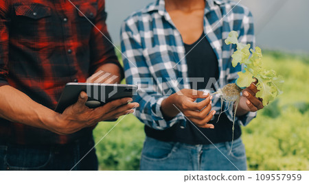 Young Asian woman and senior man farmer working together in organic hydroponic salad vegetable farm. Modern vegetable garden owner using digital tablet inspect quality of lettuce in greenhouse garden. Young Asian woman and senior man farmer working together in organic hydroponic salad vegetable farm. Modern vegetable garden owner using digital tablet inspect quality of lettuce in greenhouse garden. 109557959