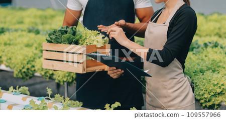 Young Asian woman and senior man farmer working together in organic hydroponic salad vegetable farm. Modern vegetable garden owner using digital tablet inspect quality of lettuce in greenhouse garden. Young Asian woman and senior man farmer working together in organic hydroponic salad vegetable farm. Modern vegetable garden owner using digital tablet inspect quality of lettuce in greenhouse garden. 109557966
