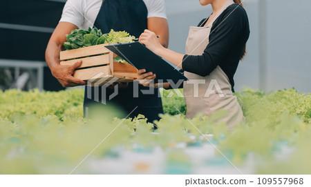Young Asian woman and senior man farmer working together in organic hydroponic salad vegetable farm. Modern vegetable garden owner using digital tablet inspect quality of lettuce in greenhouse garden. 109557968