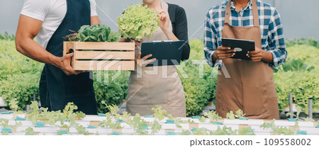 Young Asian woman and senior man farmer working together in organic hydroponic salad vegetable farm. Modern vegetable garden owner using digital tablet inspect quality of lettuce in greenhouse garden. 109558002