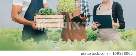 Young Asian woman and senior man farmer working together in organic hydroponic salad vegetable farm. Modern vegetable garden owner using digital tablet inspect quality of lettuce in greenhouse garden. 109558003