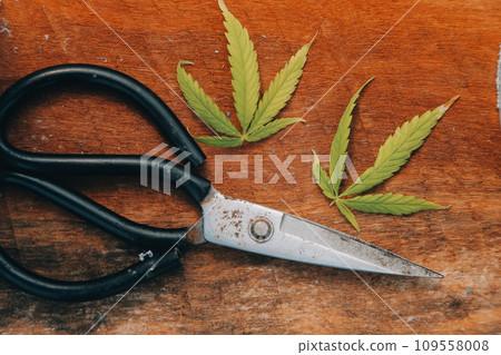 Man and woman use a test tube and a pipette while working in a greenhouse. Man and woman use a test tube and a pipette while working in a greenhouse. 109558008