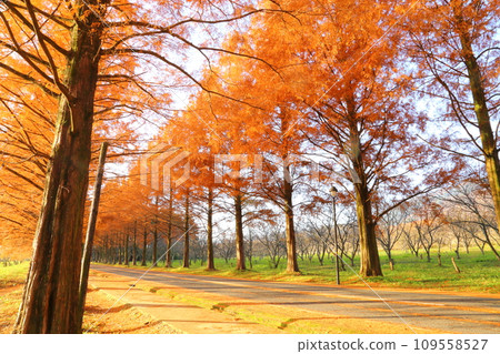 Metasequoia row of trees, December [Makino Town, Takashima City, Shiga Prefecture] 109558527