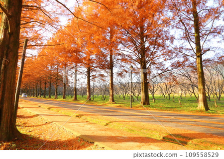 Metasequoia row of trees, December [Makino Town, Takashima City, Shiga Prefecture] 109558529