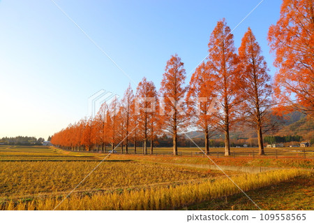 水杉樹排，12月[滋賀縣高島市牧野町] 109558565