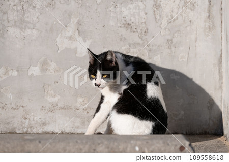 Sitting cat black and white cat Sitting cat black and white cat 109558618
