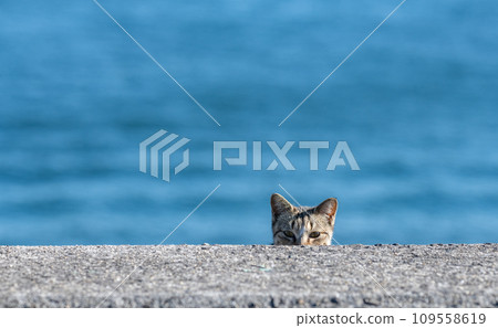 A cat that glances at you A cat that glances at you 109558619