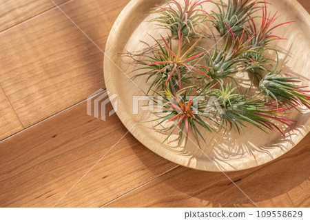 空氣植物鐵蘭火地 空氣植物鐵蘭火地 109558629