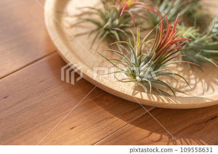 空氣植物鐵蘭火地 空氣植物鐵蘭火地 109558631