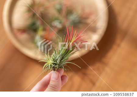 空氣植物鐵蘭火地 空氣植物鐵蘭火地 109558637