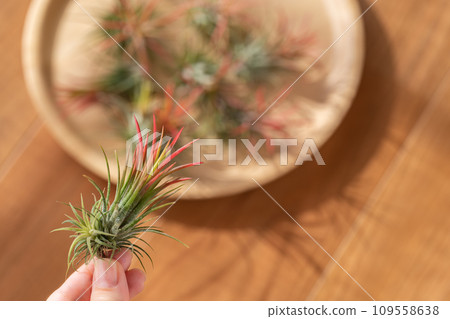 空氣植物鐵蘭火地 109558638