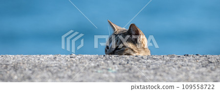 A cat that glances at you A cat that glances at you 109558722