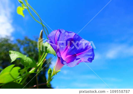 牽牛花牽牛花牽牛花 109558787