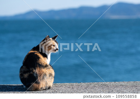 Calico cat relaxing on the embankment Calico cat relaxing on the embankment 109558858