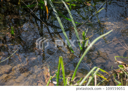 A stream that seems to have aquatic life 109559051