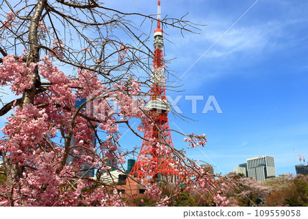 the iconic tokyo tower as seen from shiba park, shiba koen, in minatoku tokyo japan with a blue sky the iconic tokyo tower as seen from shiba park, shiba koen, in minatoku tokyo japan with a blue sky 109559058