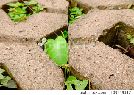 green clover growing through a hole in a concrete wall, closeup of photo green clover growing through a hole in a concrete wall, closeup of photo 109559317