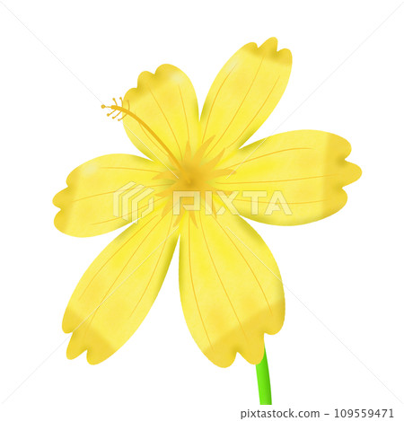 yellow flowers isolated on white background 109559471