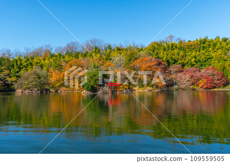 Torii gate floating on a small island on the lake, Lake Ippekiko, autumn leaves, Izu, Ito 109559505