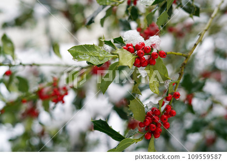 Winter Berries - snow covered bunches of ripe red cotoneaster berries on a winter day and frost on the branches. Winter Scene Detail of Snow. Close-up, selective focus Winter Berries - snow covered bunches of ripe red cotoneaster berries on a winter day and frost on the branches. Winter Scene Detail of Snow. Close-up, selective focus 109559587