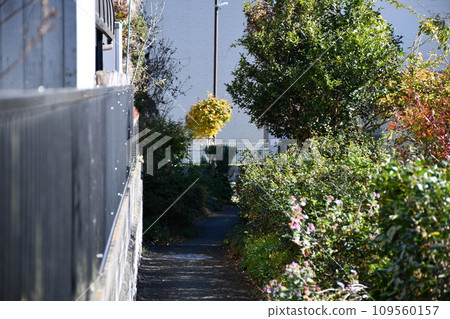 Narrow alley 109560157