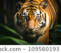 A tiger that looks at you “AI generated image” 109560193