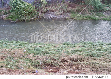 大雨過後，河邊的草被砍倒了 109560314