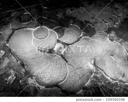 薄冰～零下的早晨～ 109560396